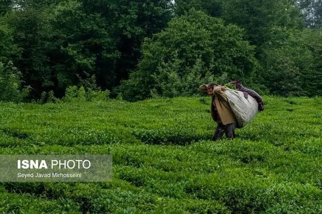 آغاز فصل برداشت دوم چای در شمال کشور/ پیشبینی تولید ۵۰ هزار تن برگ سبز / چای , برگ سبز چای , سازمان چای , برداشت چای , کشاورزی شمال