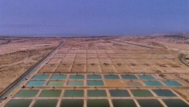 هدفگذاری تولید 45 هزار تن میگو در مزارع استان بوشهر / اخبار بوشهر - اخبار استانها