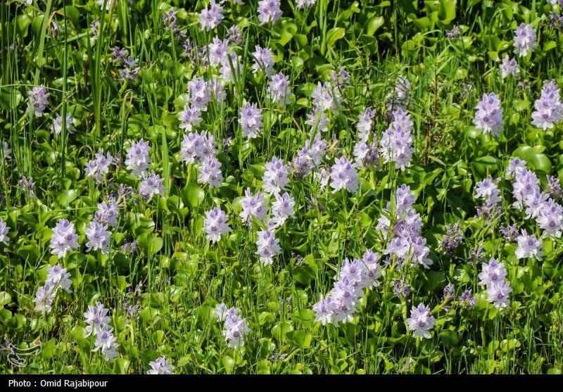 «شیطان آبی» دوباره برگشت/ سنبل آبی به جان تالابهای شمال افتاد! / اخبار مازندران - اخبار استانها