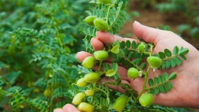 کنترل آفات در نخودزارهای لرستان؛ رهاسازی 2000 زنبور در هر هکتار / اخبار لرستان - اخبار استانها