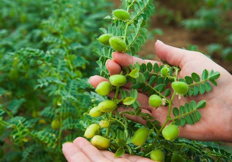 کنترل آفات در نخودزارهای لرستان؛ رهاسازی 2000 زنبور در هر هکتار / اخبار لرستان - اخبار استانها