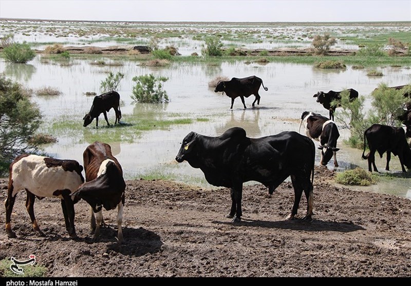 چرای بیرویه در زیستگاههای تالاب هامون؛ ورود دام ممنوع! / اخبار سیستان و بلوچستان - اخبار استانها