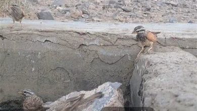 ثبت نخستین مشاهده پرنده زردپره راهراه در خراسان جنوبی / اخبار خراسان جنوبی - اخبار استانها