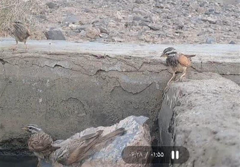 ثبت نخستین مشاهده پرنده زردپره راهراه در خراسان جنوبی / اخبار خراسان جنوبی - اخبار استانها