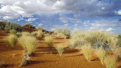 اجرای طرح بیابانزدایی در 1300 هکتار از اراضی اصفهان / اخبار اصفهان - اخبار استانها