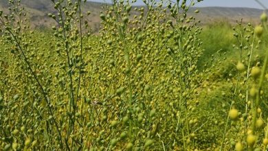 'کاملینا' دانهای راهبردی برای کشت دیم در کردستان+فیلم / اخبار کردستان - اخبار استانها