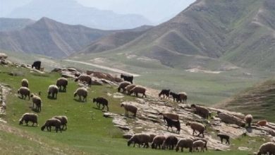 چرای دام با مجوز و کمبود محیطبان؛ هشدار درباره فشار بر طبیعت / اخبار خراسان جنوبی - اخبار استانها