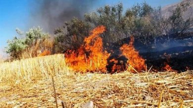 سوزاندن بقایای گیاهی حاصلخیزی خاک را از بین می برد / اخبار اردبیل - اخبار استانها
