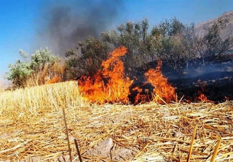 سوزاندن بقایای گیاهی حاصلخیزی خاک را از بین می برد / اخبار اردبیل - اخبار استانها