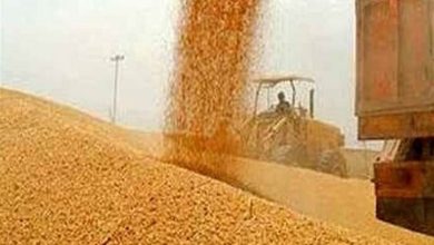 خرید بیش از 11 هزار تُن گندم در خراسان جنوبی / اخبار خراسان جنوبی - اخبار استانها