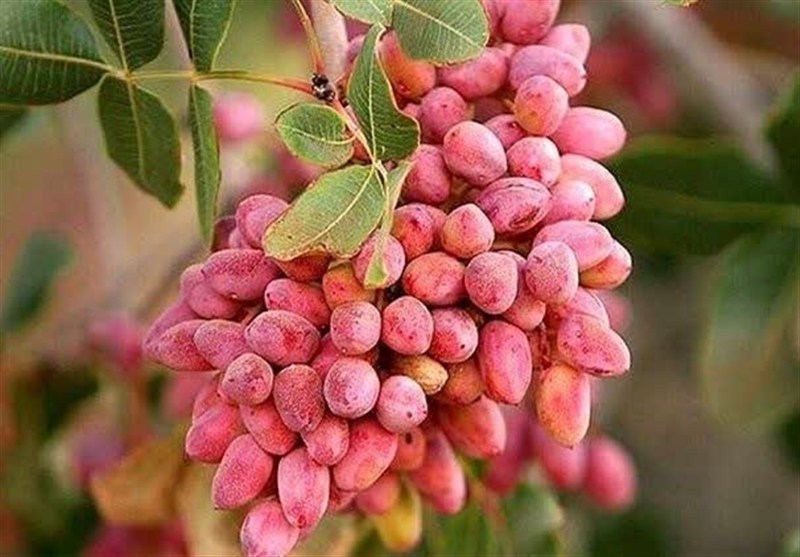 ارتقای کیفیت محصول 10 هزار هکتار باغ پسته ابرکوه / اخبار یزد - اخبار استانها