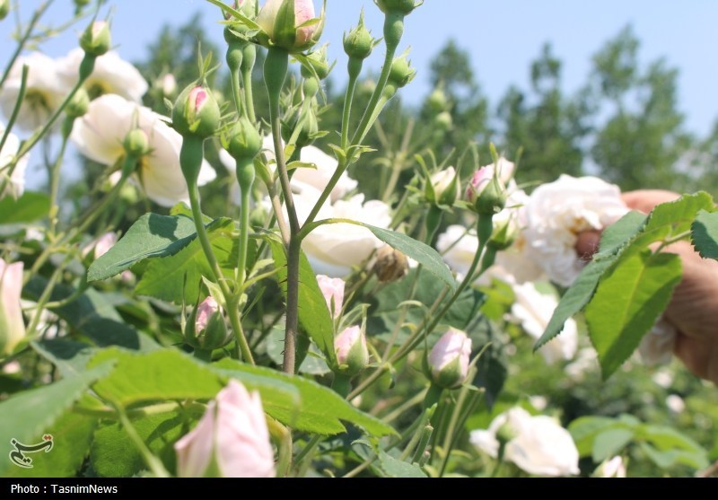 تولید گلاب مرغوبتر از قمصر کاشان در شمال با گلمحمدی سفید / اخبار گیلان - اخبار استانها