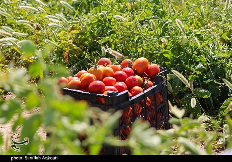 کشت مشارکتی 382 هکتار گوجهفرنگی در اراضی آستان قدس رضوی / اخبار خراسان رضوی - اخبار استانها