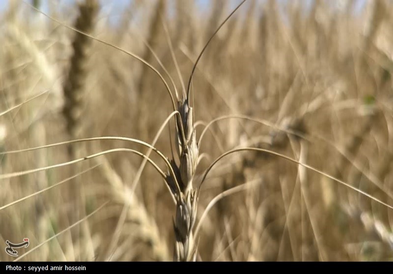 برنامهریزی ایلام برای تکمیل چرخه تولید گندم / اخبار ایلام - اخبار استانها