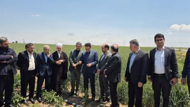 90 درصد مزارع سیب زمینی اردبیل تحت پوشش آبیاری نوین / اخبار اردبیل - اخبار استانها