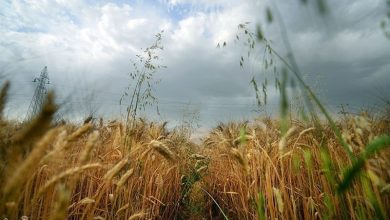 خرید تضمینی گندم در مازندران از مرز 4 هزار تن گذشت / اخبار مازندران - اخبار استانها