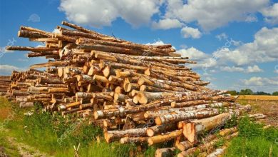 کشف 8 تن چوب قاچاق در خفر/دستگیری قاچاقچی / اخبار فارس - اخبار استانها