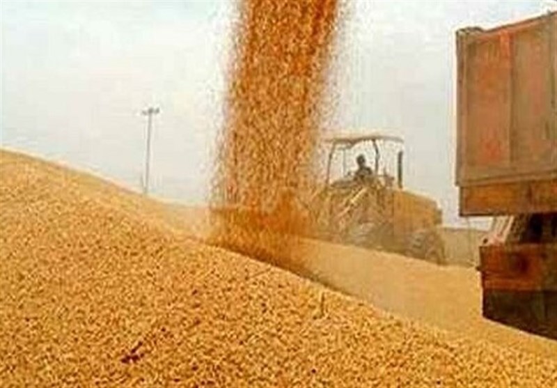 خرید گندم در گلستان از 800 هزار تن گذشت / اخبار گلستان - اخبار استانها