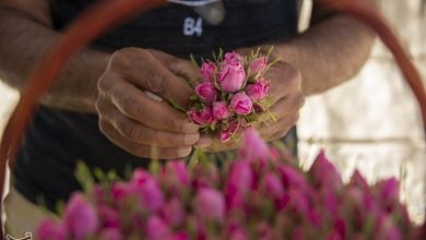 گل محمدی؛ طلای معطر ایران در دام خامفروشی / اخبار آذربایجان شرقی - اخبار استانها