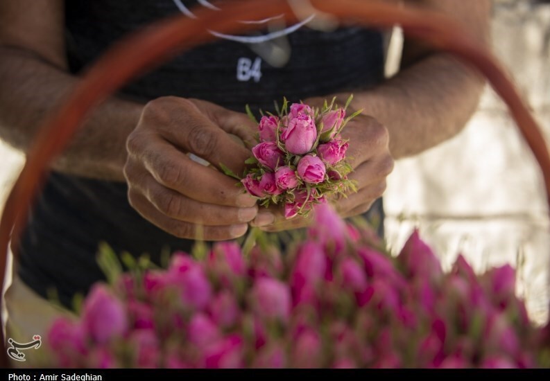 گل محمدی؛ طلای معطر ایران در دام خامفروشی / اخبار آذربایجان شرقی - اخبار استانها
