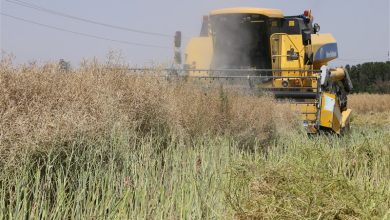 برداشت کلزا با عملکردی 3 برابر میانگین کشور در کرج / اخبار البرز - اخبار استانها