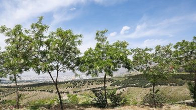 احیای کمربند سبز 1200 هکتاری اهواز/کاشت نهال در 850 هکتار / اخبار خوزستان - اخبار استانها