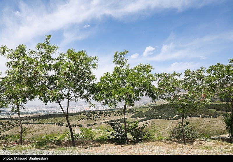 احیای کمربند سبز 1200 هکتاری اهواز/کاشت نهال در 850 هکتار / اخبار خوزستان - اخبار استانها