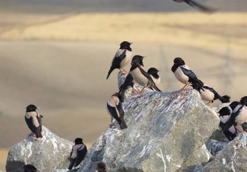 سارهای صورتی به انگوت بازگشتند / اخبار اردبیل - اخبار استانها