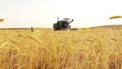 بیش از 71 هزار تن گندم از مزارع استان بوشهر برداشت شد / اخبار بوشهر - اخبار استانها