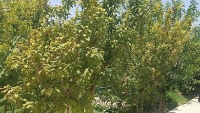 بررسی اجرای طرح نوسازی باغات در اشکذر برای افزایش بهرهوری / اخبار یزد - اخبار استانها