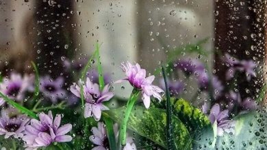 صدور هشدار زرد هواشناسی در زنجان / اخبار زنجان - اخبار استانها