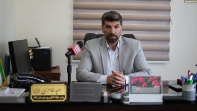آغاز برداشت انگور یاقوتی از 88 هکتار باغهای دشتلگ ایلام / اخبار ایلام - اخبار استانها