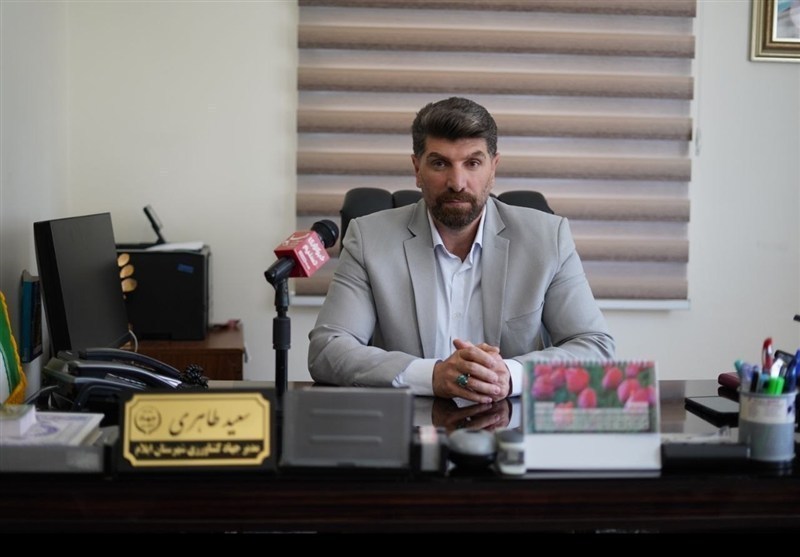 آغاز برداشت انگور یاقوتی از 88 هکتار باغهای دشتلگ ایلام / اخبار ایلام - اخبار استانها