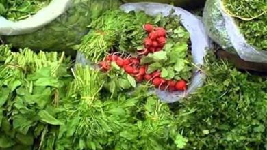 کاهش 40درصدی تولید محصولات صیفی در نطنز/لزوم بازنگری در الگوی کشت / اخبار کاشان - اخبار استانها