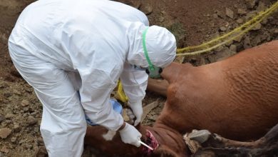 روستائیان نگران هاری دام ها نباشند/دفن بهداشتی لاشههای تلف شده / اخبار اردبیل - اخبار استانها