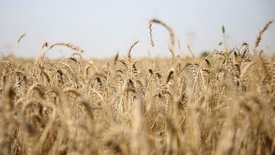 پیشبینی خرید حداقل 300 هزار تن گندم از کشاورزان در استان مرکزی / اخبار مرکزی - اخبار استانها