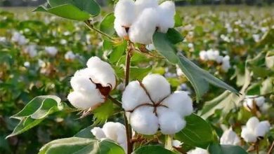 فاصله زیاد تا تحقق الگوی کشت پنبه در سرزمین طلای سفید / اخبار گلستان - اخبار استانها