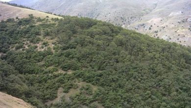 زنگ خطر ریزگردها برای جنگلها و زیست جنوب غرب / اخبار اصفهان - اخبار استانها