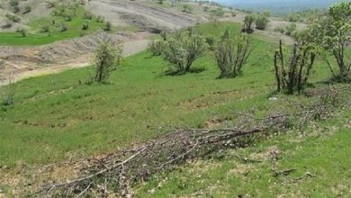 بازگشت 12 هکتار از اراضی ملی گرگان به منابع طبیعی / اخبار گلستان - اخبار استانها