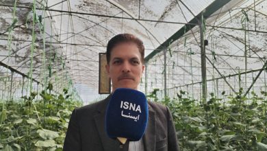 پیشوا؛ قلب تپنده گلخانههای تهران با تولید سالانه ۸۰۰ هزار تن سبزی و صیفی / پیشوا , گلخانه , کشاورزی , سبزی , صیفی