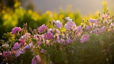 برداشت 4200 تن گل محمدی در لرستان / اخبار لرستان - اخبار استانها