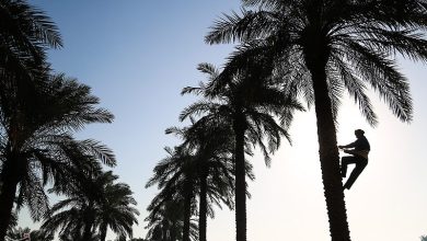 برداشت نوبرانه رطب از نخلستانهای بستک آغاز شد / اخبار هرمزگان - اخبار استانها