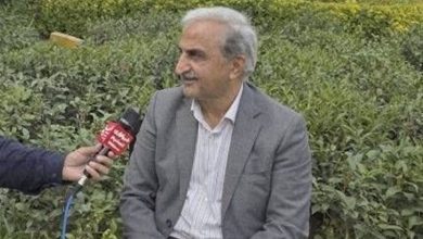 پیشبینی خرید 120 هزار تن برگ سبز چای از باغداران گیلان و مازندران / اخبار گیلان - اخبار استانها