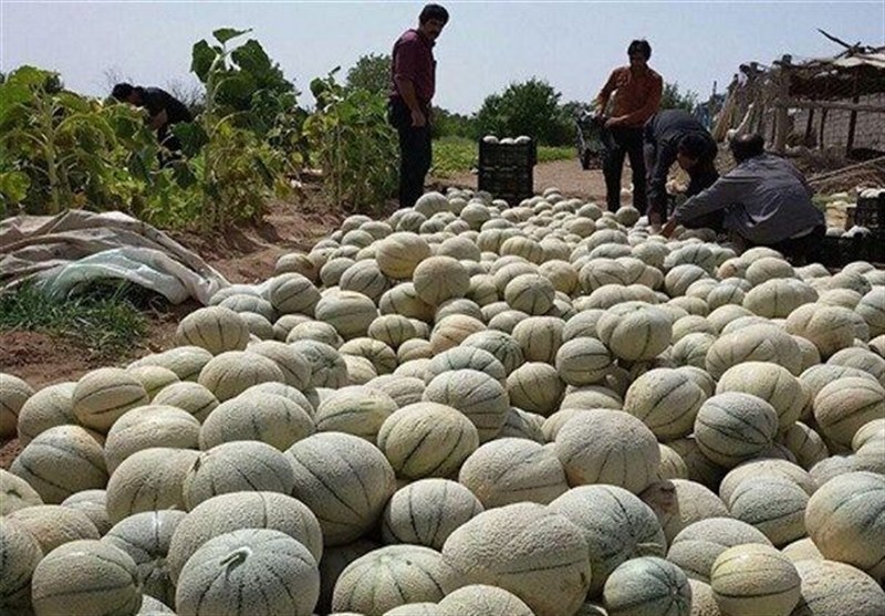 پیشبینی برداشت 5 هزار تن طالبی از مزارع رومشکان / اخبار لرستان - اخبار استانها