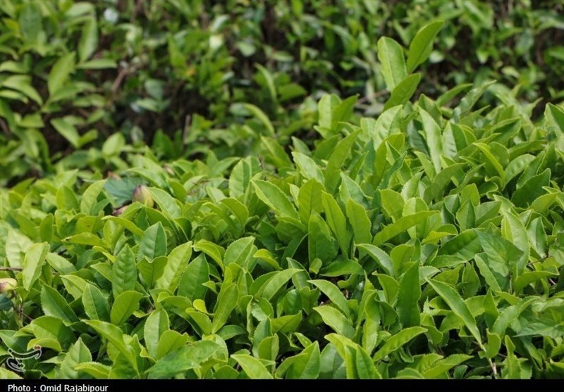 فراخوان دومین جشنواره ملی رسانهای چای منتشر شد / اخبار گیلان - اخبار استانها