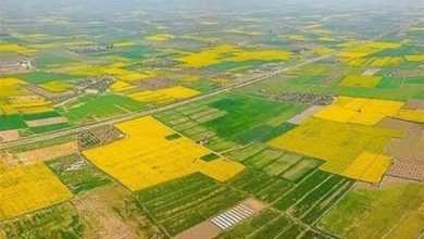 سندار شدن بیش از یک 1155 هکتار از اراضی کشاورزی در آذربایجان غربی / اخبار آذربایجان غربی - اخبار استانها