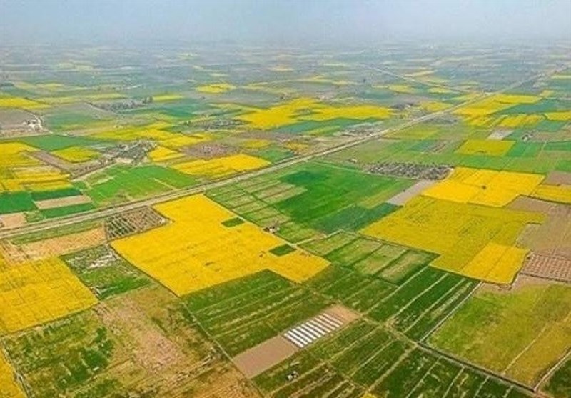 سندار شدن بیش از یک 1155 هکتار از اراضی کشاورزی در آذربایجان غربی / اخبار آذربایجان غربی - اخبار استانها