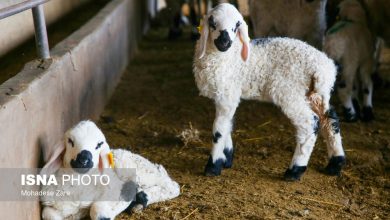 مدیرعامل اتحادیه دام سبک: سود اصلی گوشت به جیب تولیدکننده نمیرود/ واردات جای تولید داخلی را گرفته است / دام سبک , صنعت دام , تولید قراردادی , صادرات گوشت , بازار گوشت