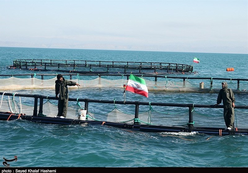 سرمایهگذاری 1000میلیارد تومانی اوقاف بوشهر در صنعت پرورش ماهی / اخبار بوشهر - اخبار استانها