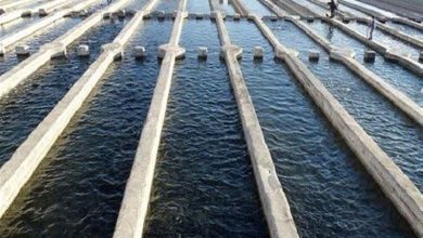 طرح «استخرهای جوار»؛ راهبرد نوین اقتصادیسازی آبزیپروری در بردسکن / اخبار خراسان رضوی - اخبار استانها